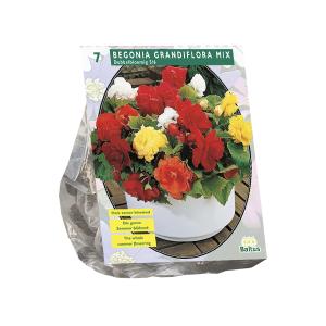 Baltus Begonia Dubbel Mix bloembollen per 7 stuks